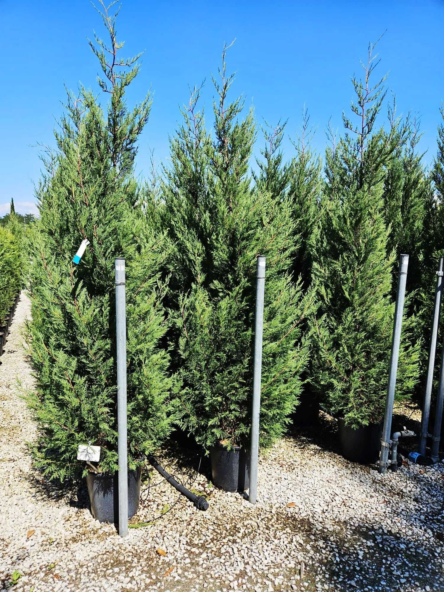 Tuia Leylandii – Verde proaspăt, întreținere minimă!
