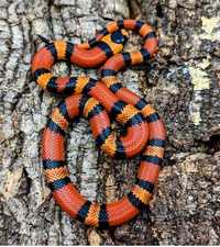 Хондураска млечна змия Tangerine