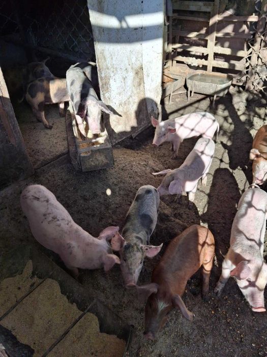 Продавам малки прасенца
