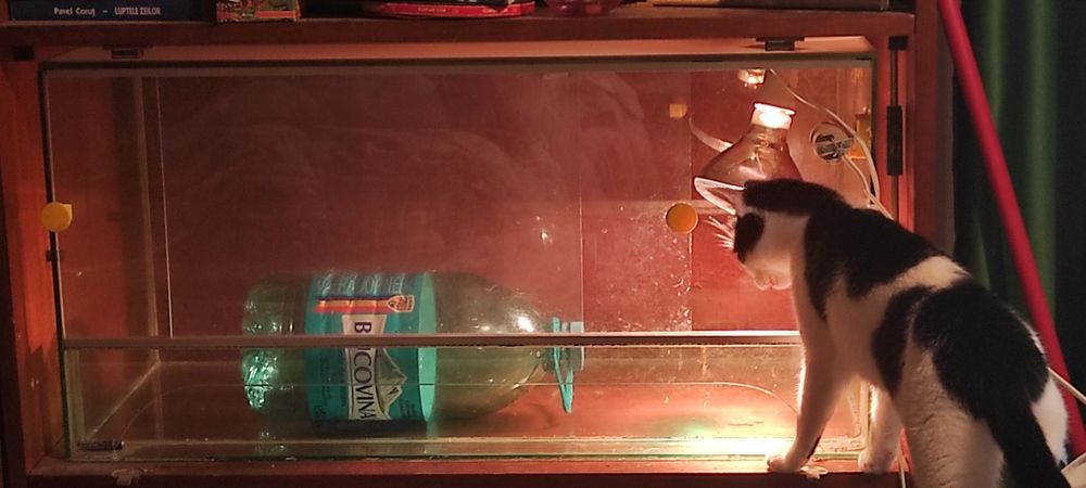 Terrariu din sticla pentru soparla/serpi