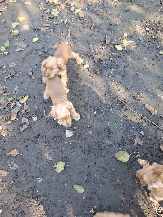 Кученца английски кокершпоньол