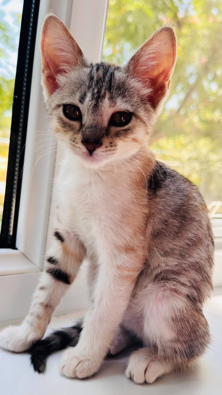 Отдам даром котята