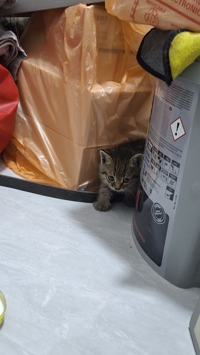 Мысык бар кышкентай еркек тегын берем