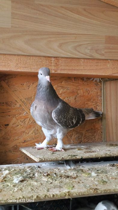 Porumbei jucători turcești takla