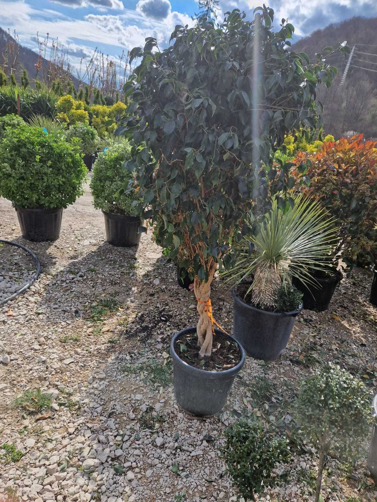 Livrare rapidă de plante ornamentale 1.50-3m – Direct din pepinieră