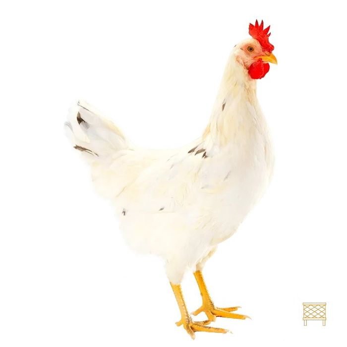 Заказга Ломан сенди жужа очириб бераман.