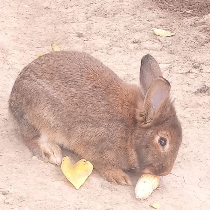 Erkak quyon sotiladi