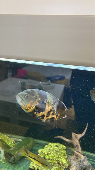 Peste de acvariu “Oscar “