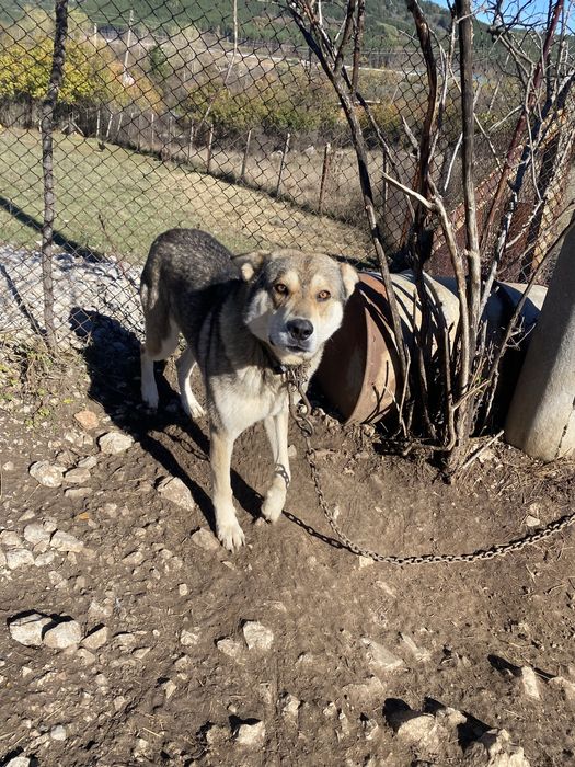 Понарявам . Вълчак и немска овчарка.