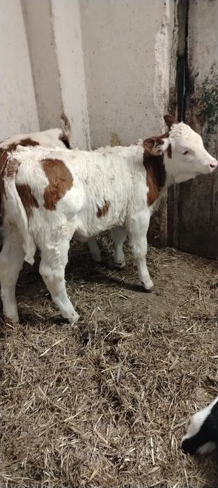 Vand doua vitele baltata romaneasca