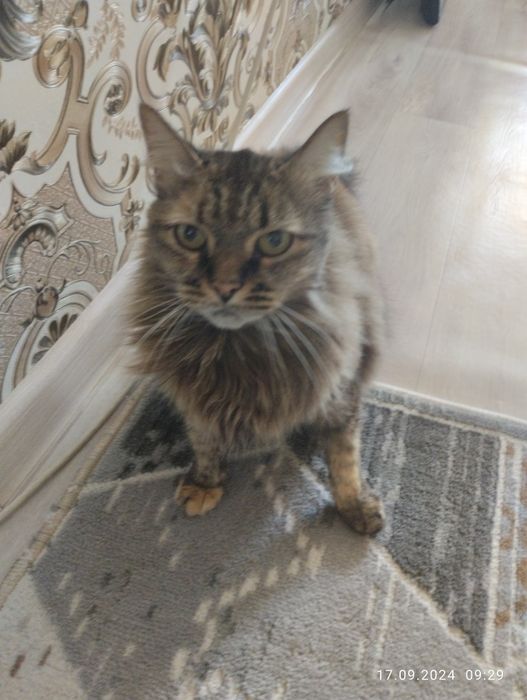 Кошка бенгалский парода