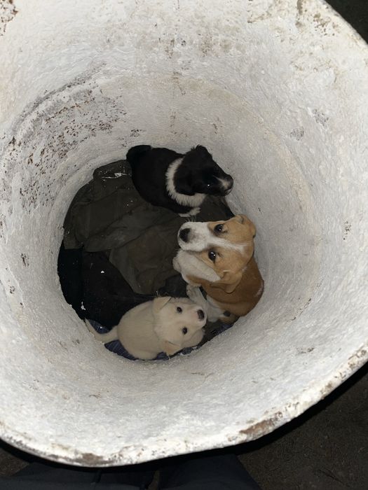 Күшіктер сатылады 1 айлық 2 күшік 2 айлық 1 күшік төбет