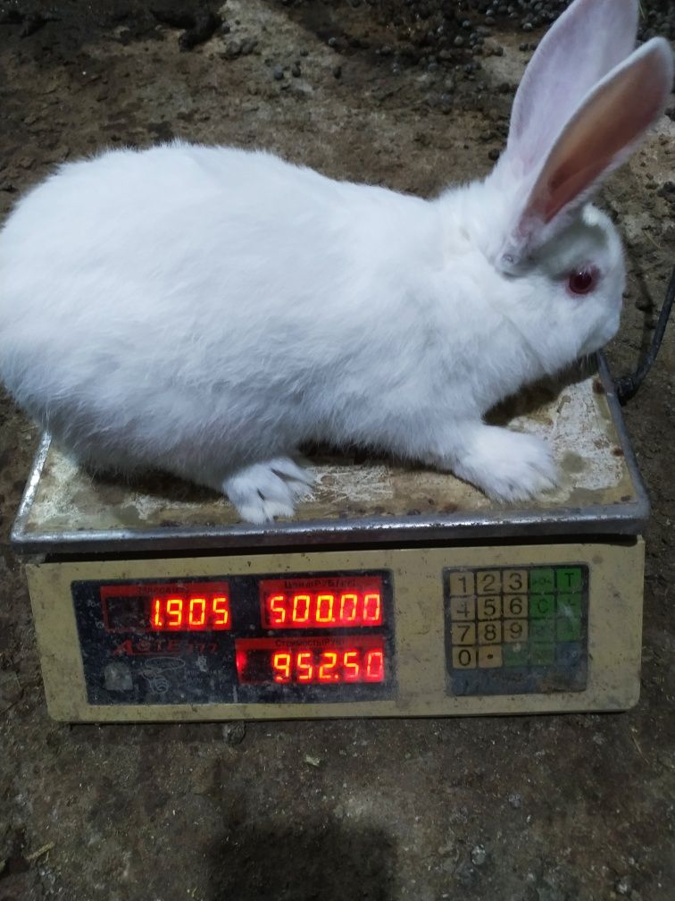 Кролики 1килограм 70 000