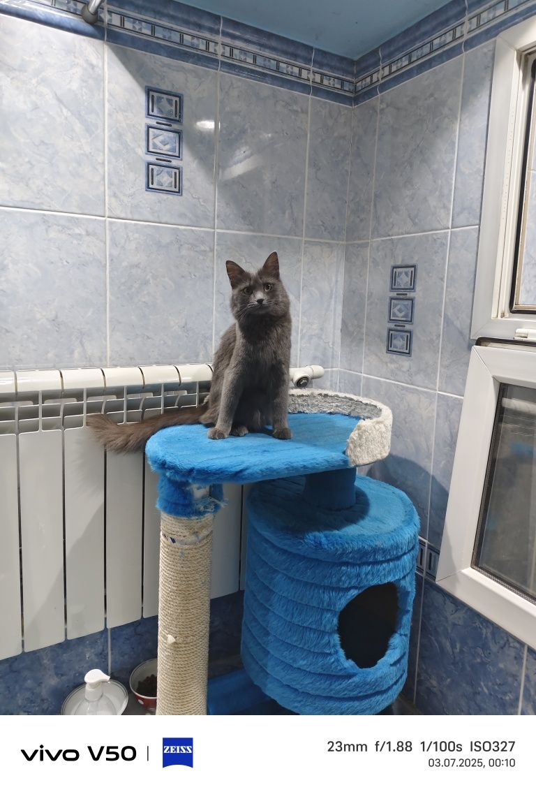 Кошка 8 месяцев. Маняша