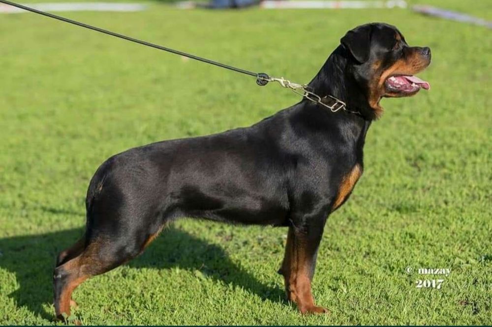 Доступен для вязок кобель ротвейлера