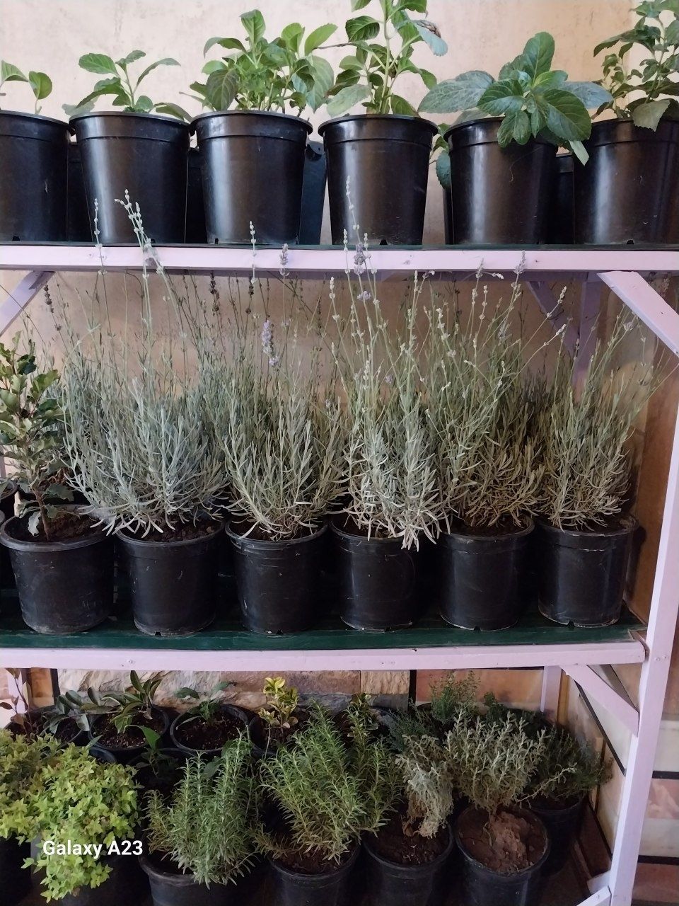 Lavandula angustifolia Лаванда