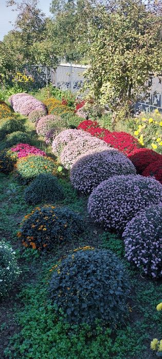 Globus gullar Qibray tumanida