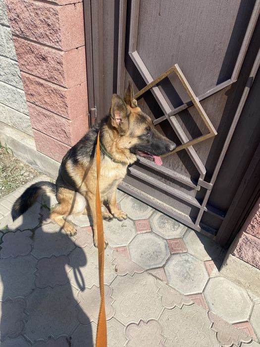 Немецкая Овчарка Вязка