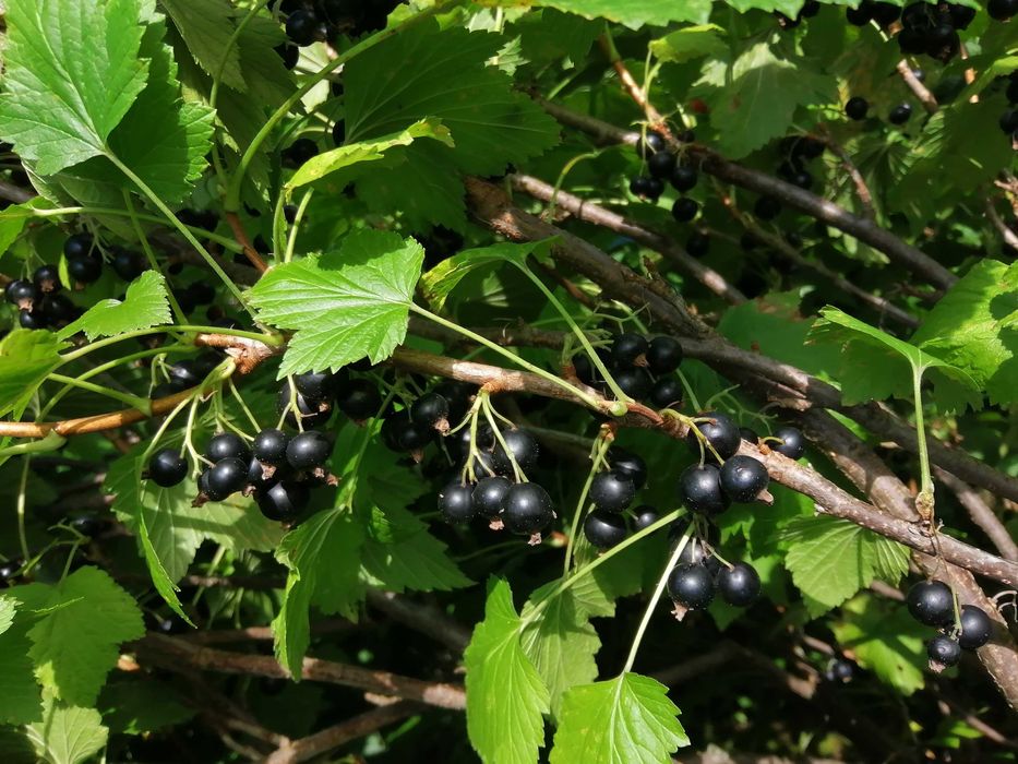 Sirop din coacăze negre