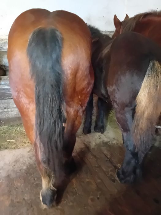 Vând mânz de un și 3 luni greu