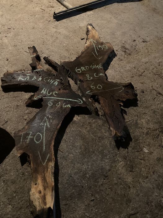 Rădăcini NUC diametre MARI