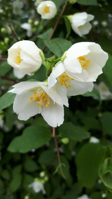 Iasomie Intens Parfumata