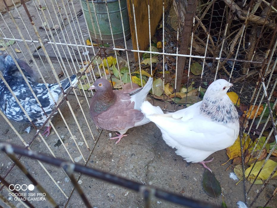 Porumbei king și texani și strasseri german