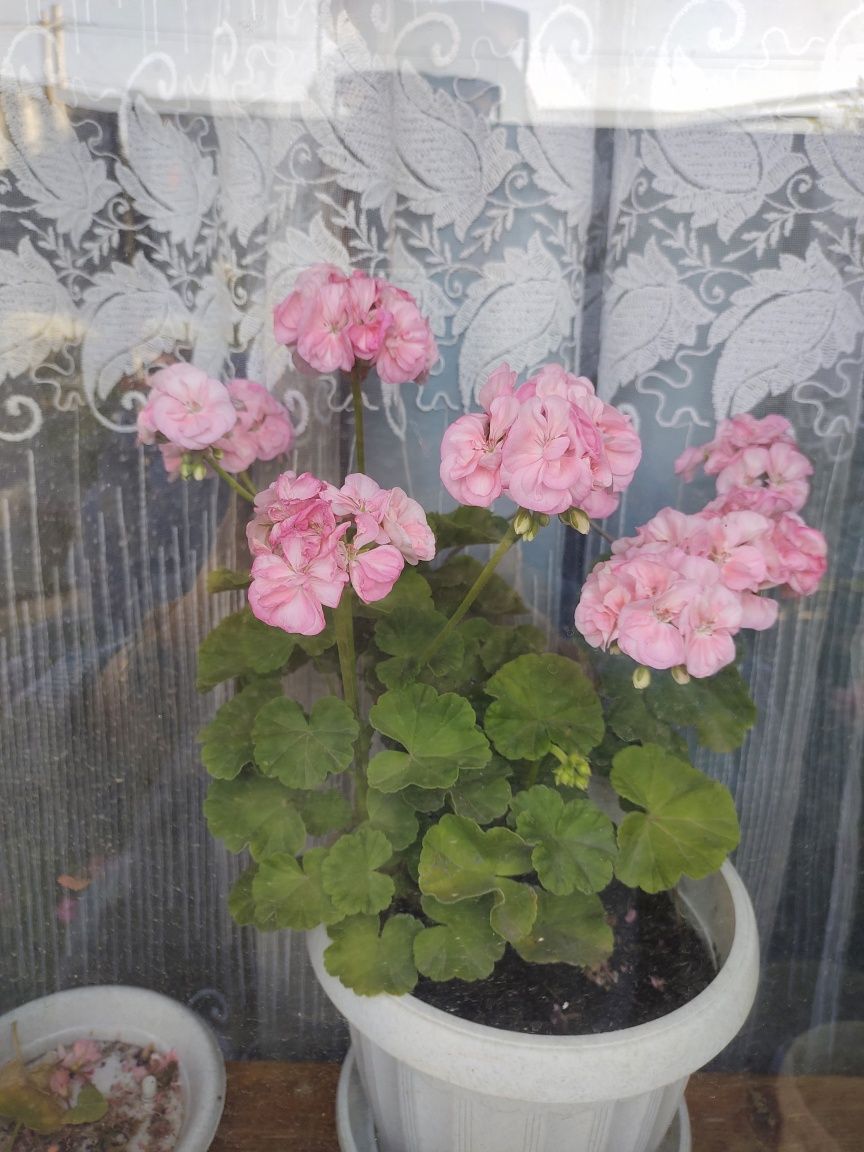 Пеларгония , разные сорта