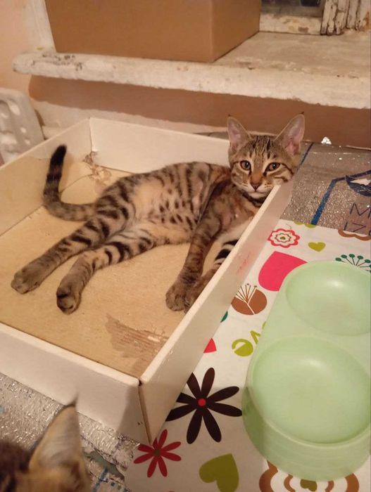 бесплатно отдам котёнка