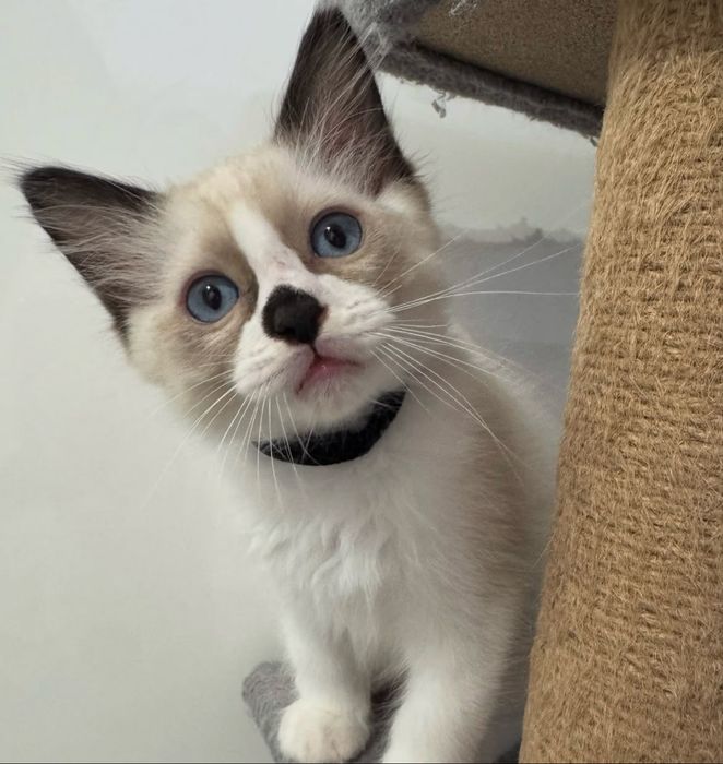 Ragdoll fetita superba