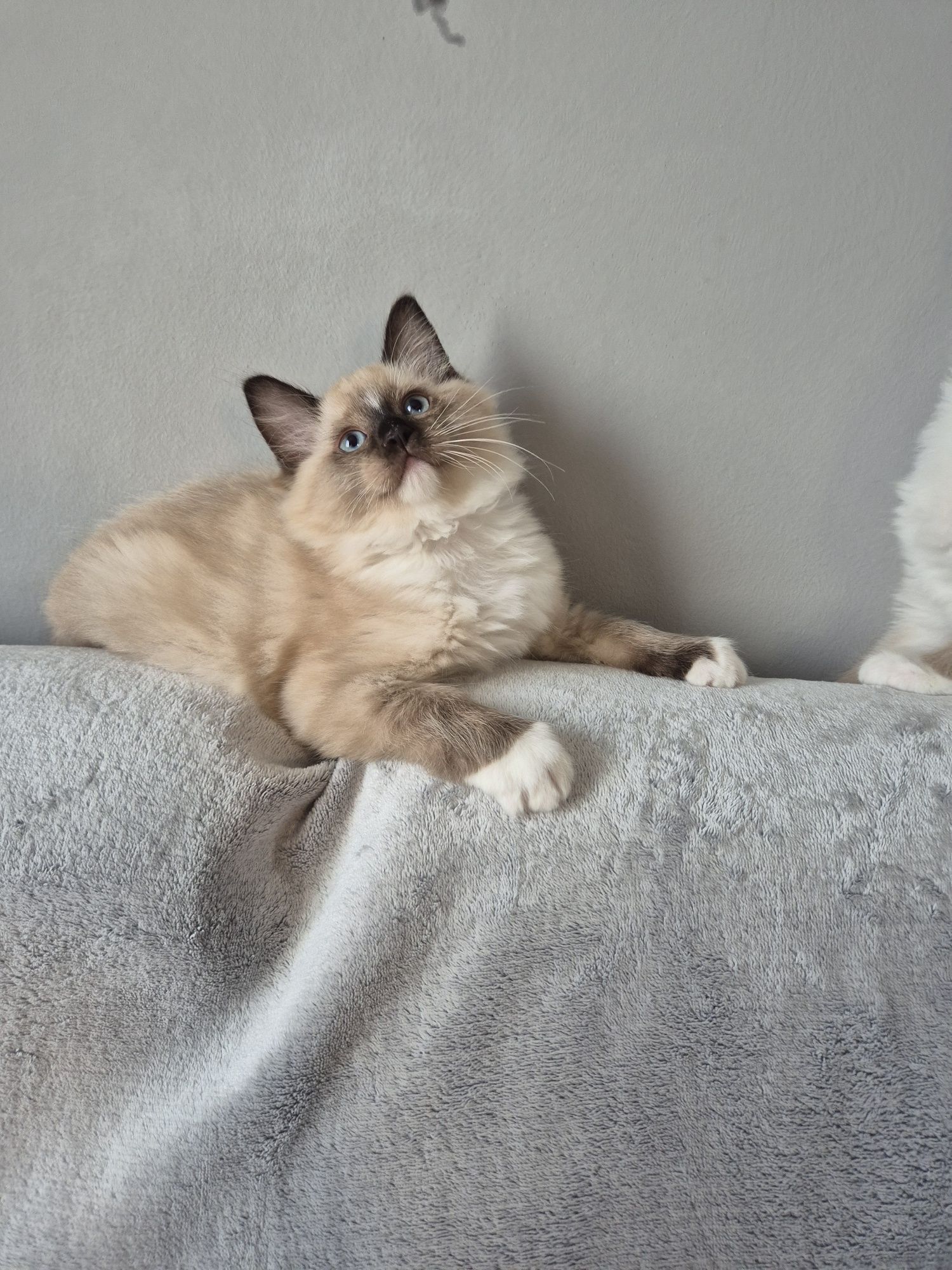 Ragdoll  Colorpoint