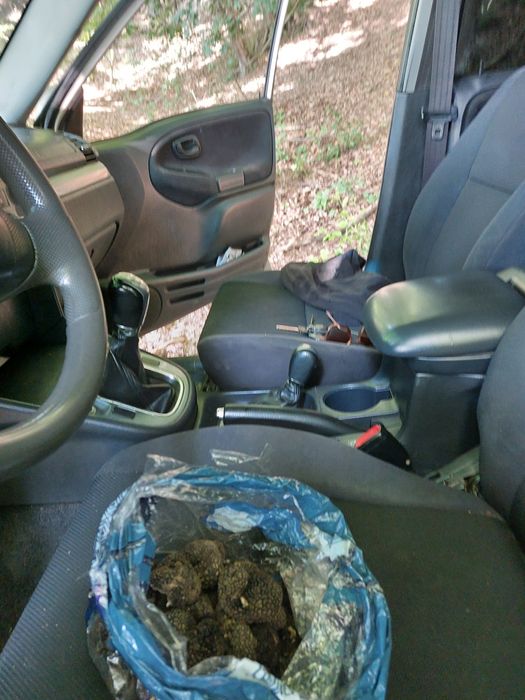 Trufe proaspete fresh parfumate savuroase culese de azi trimit in tara