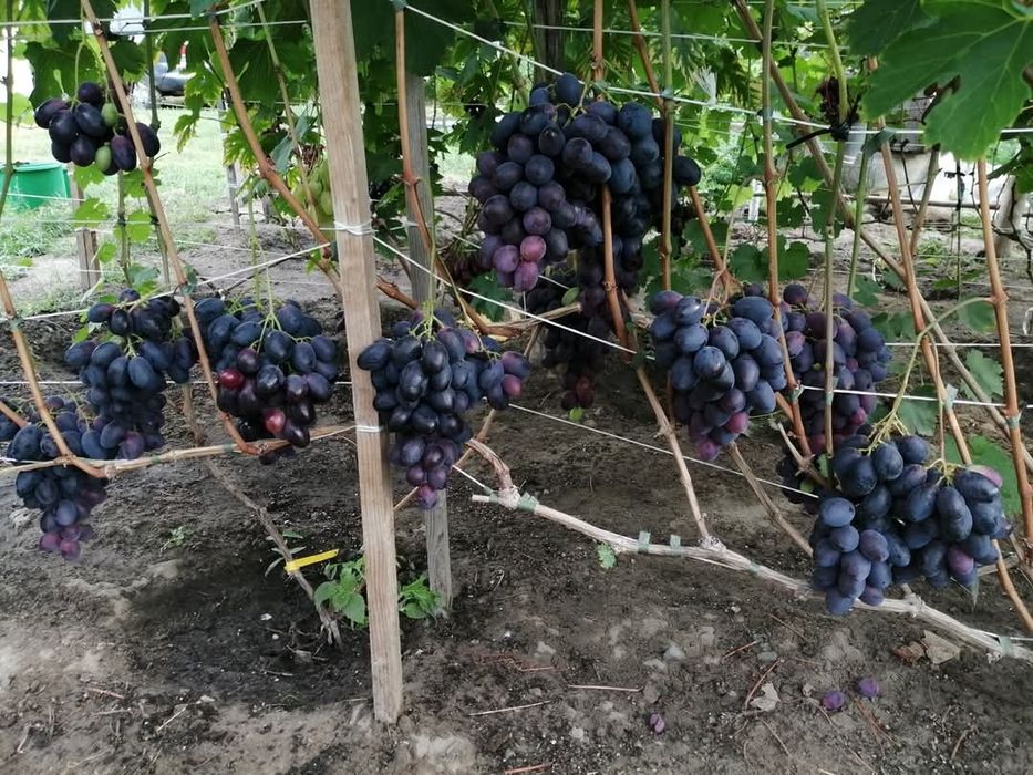 Vita de vie anul 3 soiuri care merg si bolta
