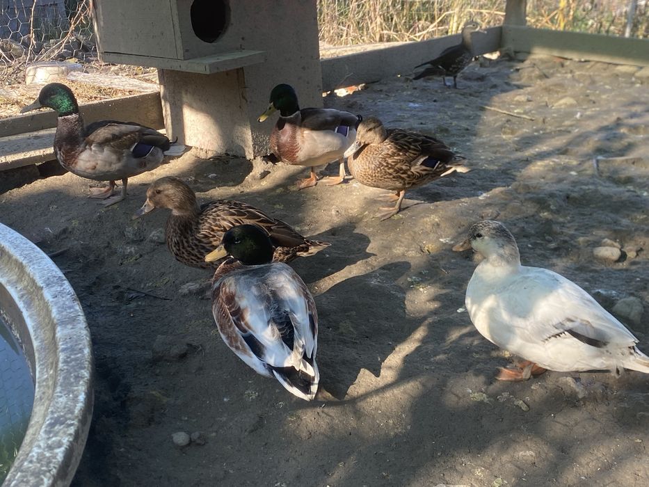 Vand pereche rate salbatice