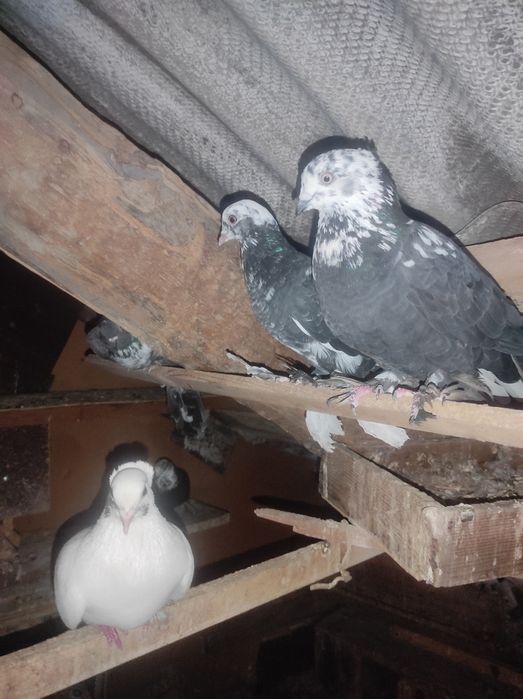 Продаются голуби