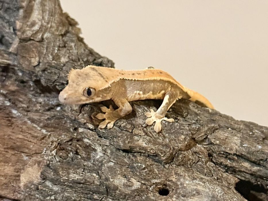 Цилиатус / Ресничестият Бананояден Гекон / Correlophus ciliatus