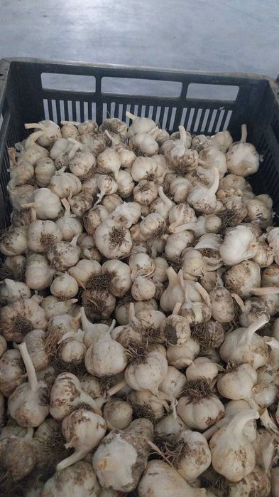 Usturoi romanesc de vanzare