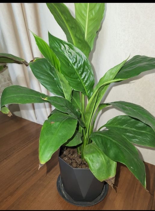 Продам комнатные цветы по 700 тг