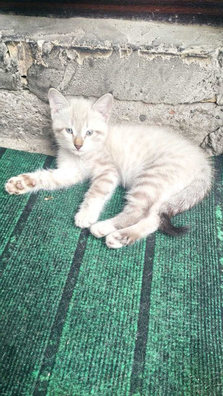 Продается сиамский котенок
