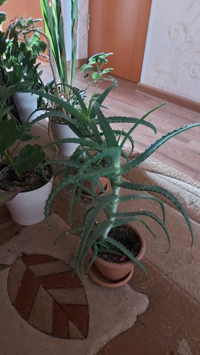 Алое продам в горшках