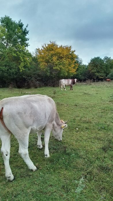 Vând juninci frumoase