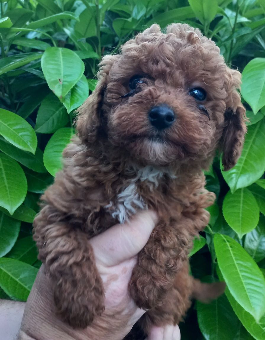Той Пудел/ Toy poodle