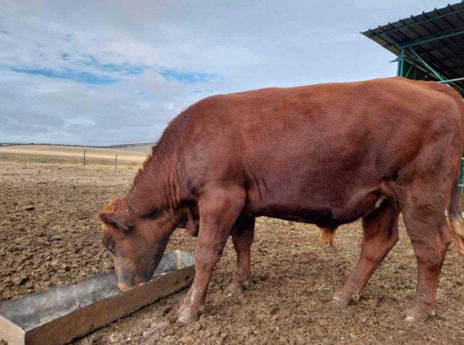 Продавам угоени мъжки телета на живо тегло 6лв/кг