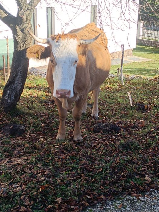 Vaca de 6 ani gestanta in 7 luni