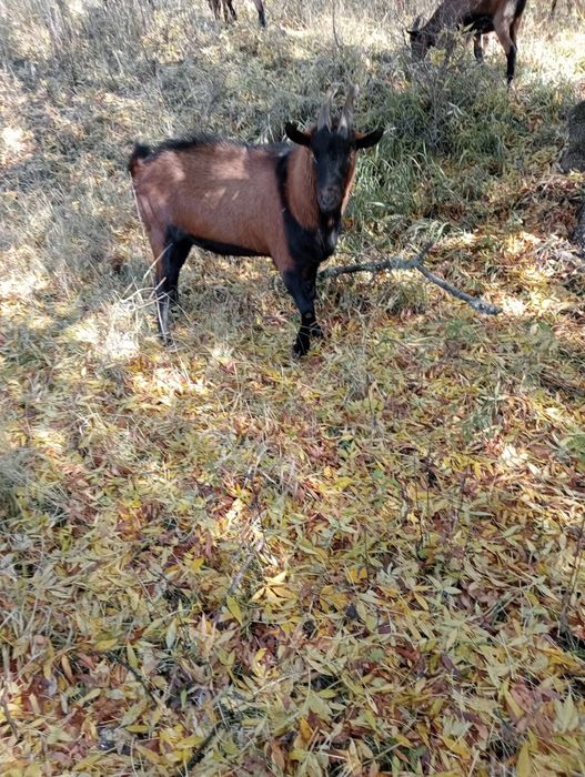 Vand tap alpin francez