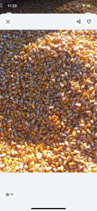 Porumb , grâu , orz ,ovaz .