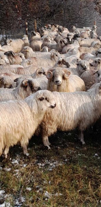 Vând 3 berbeci țurcani de ținut