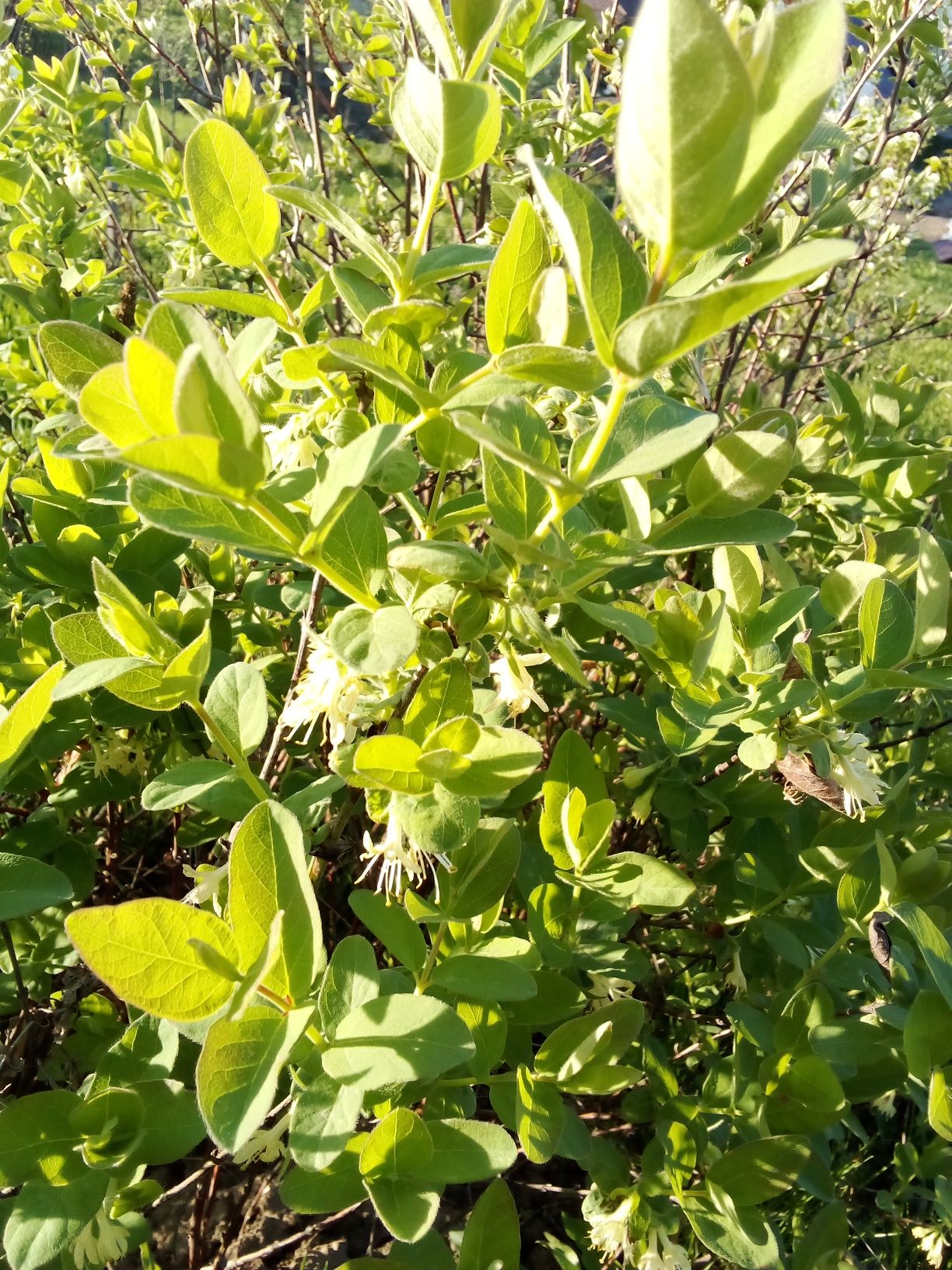 Plante de iaz marginale