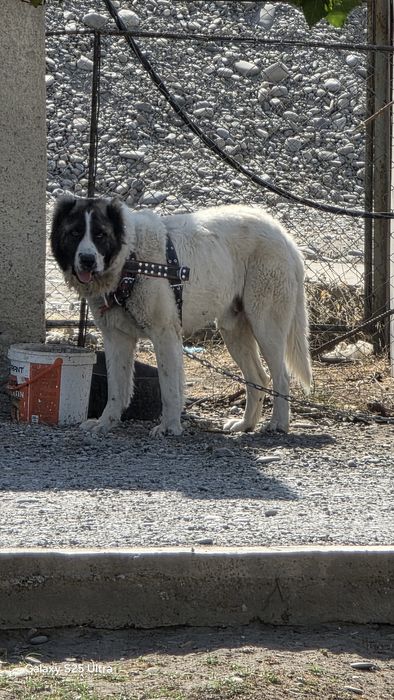 Продам собаку порода алабай