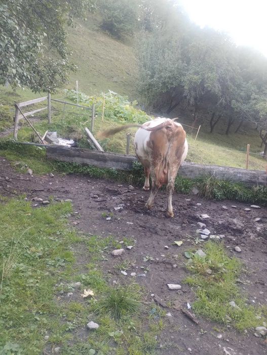 Vacă bălțată românească
